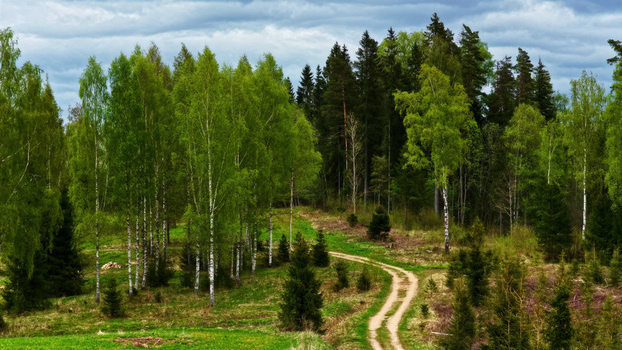 Aerial view of a dirt path winding through a lush green forest with birch and pine trees under a cloudy sky in Latvia. Aerial view of a dirt path winding through a lush green forest with birch and pine trees under a cloudy sky in Latvia.