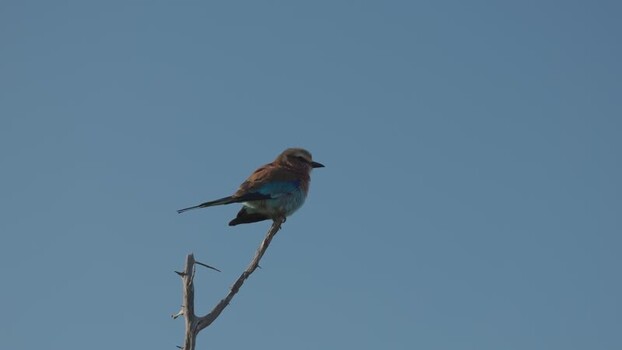 View of a lilac breasted roller perched on a dry branch South Africa.