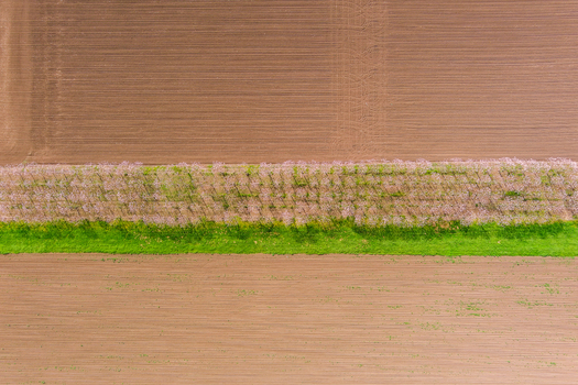 Aerial view of agricultural fields with brown soil and a vibrant strip of flowering trees and green grass Bulgaria. Aerial view of agricultural fields with brown soil and a vibrant strip of flowering trees and green grass Bulgaria.