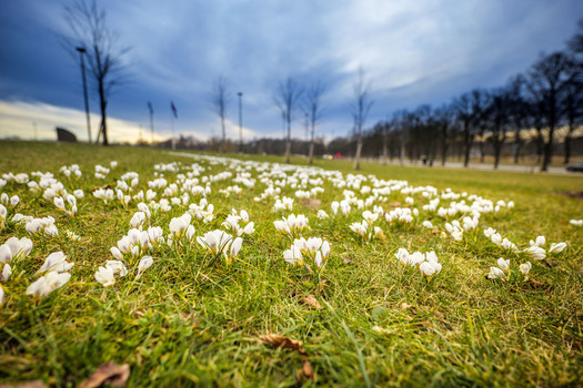 View of white crocuses blooming in the grass at Uzvaras Park with trees under a cloudy sky in Riga Latvia.