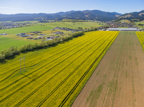Aerial view of vibrant yellow rapeseed fields and green agricultural land with the village of Ludrova and rolling hills under a clear sky in Ludrova Zilina Region Slovakia. Aerial view of vibrant yellow rapeseed fields and green agricultural land with the village of Ludrova and rolling hills under a clear sky in Ludrova Zilina Region Slovakia.