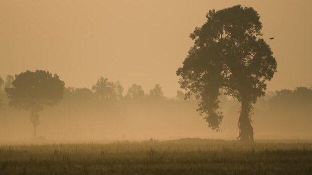 View of silhouetted trees in a misty field Bangladesh.
