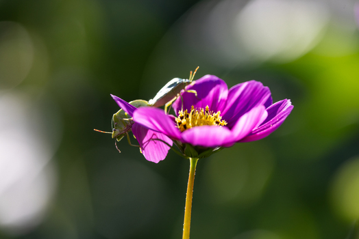 View of two green shield bugs resting on a vibrant purple cosmos flower with a yellow center against a soft bokeh background Wittenheim Grand Est France.