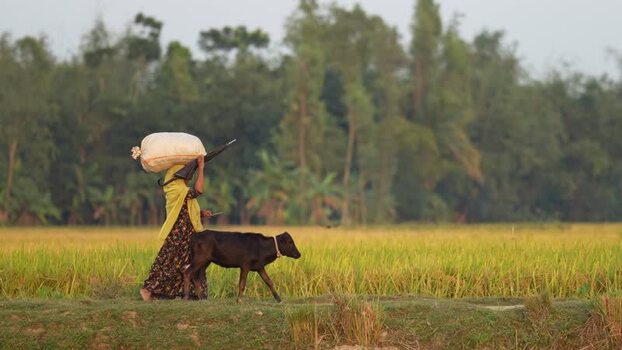 View of a woman leading a calf through a field in Bogura Bangladesh.