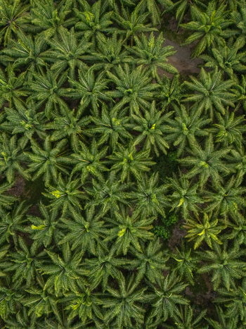 Aerial view of Llorona Palm Fields featuring dense rows of oil palm trees with vibrant green fronds and symmetrical patterns in Quepos Provincia de Puntarenas Costa Rica. Aerial view of Llorona Palm Fields featuring dense rows of oil palm trees with vibrant green fronds and symmetrical patterns in Quepos Provincia de Puntarenas Costa Rica.