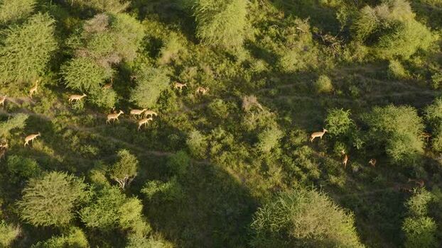 Aerial view of impalas in the bushveld South Africa.