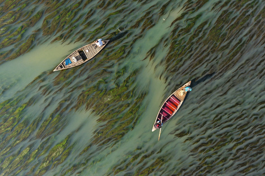 Aerial view of two wooden boats navigating through water filled with submerged aquatic vegetation in Joypurhat Rajshahi Division Bangladesh. Aerial view of two wooden boats navigating through water filled with submerged aquatic vegetation in Joypurhat Rajshahi Division Bangladesh.
