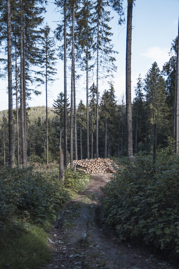 View of a forest path leading to a pile of stacked logs surrounded by tall pine trees in Bukowina Tatrzanska Lesser Poland Voivode Poland. View of a forest path leading to a pile of stacked logs surrounded by tall pine trees in Bukowina Tatrzanska Lesser Poland Voivode Poland.