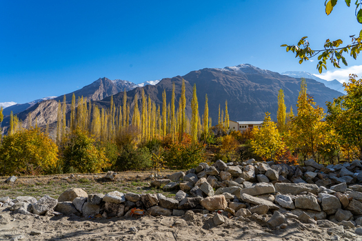 View of the Hunza Valley in autumn with tall yellow poplar trees snow capped mountains and a rocky foreground in Karimabad Gilgit Baltistan Pakistan.