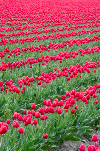 View of vibrant red tulips blooming in rows across a field in La Conner Washington United States.