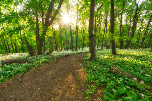 View of a dirt path winding through a lush green forest with sunbeams shining through the trees near Havrania skala in Smolenice Trnava Region Slovakia. View of a dirt path winding through a lush green forest with sunbeams shining through the trees near Havrania skala in Smolenice Trnava Region Slovakia.