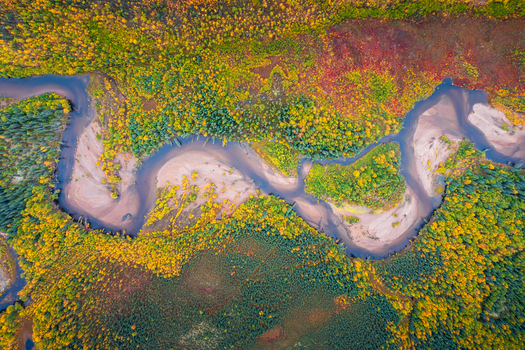 Aerial view of a winding river meandering through a vibrant autumn forest with colorful foliage and sandy banks near Coldfoot Alaska United States.