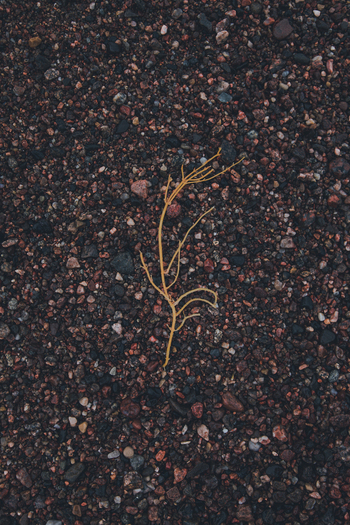 View of a single piece of yellow seaweed resting on dark wet pebbles on the beach in Karepa Laane Viru County Estonia. View of a single piece of yellow seaweed resting on dark wet pebbles on the beach in Karepa Laane Viru County Estonia.