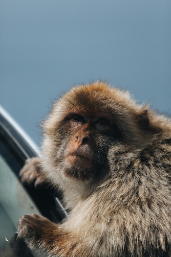 View of a Barbary macaque with its expressive face and dense fur clinging to a car under a soft sky Gibraltar Gibraltar. View of a Barbary macaque with its expressive face and dense fur clinging to a car under a soft sky Gibraltar Gibraltar.