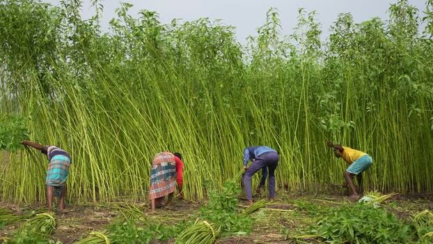 View of men harvesting tall jute plants in a field Bangladesh.