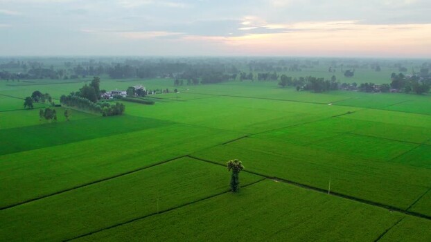 Aerial view of green rice fields in rural India.