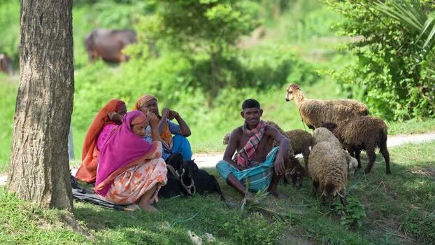 View of villagers with sheep and goats in Bogura Bangladesh. View of villagers with sheep and goats in Bogura Bangladesh.