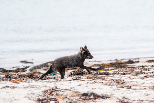 Svalbard and Jan Mayen 21 July 2025 View of an Arctic fox in its dark summer coat running across a sandy beach littered with seaweed near the water s edge. Svalbard and Jan Mayen 21 July 2025 View of an Arctic fox in its dark summer coat running across a sandy beach littered with seaweed near the water s edge.