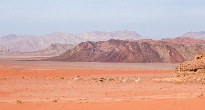 View of camels walking across the red sand dunes of the Wadi Rum Desert with rocky mountains in the background in Wadi Rum Village Aqaba Governorate Jordan. View of camels walking across the red sand dunes of the Wadi Rum Desert with rocky mountains in the background in Wadi Rum Village Aqaba Governorate Jordan.