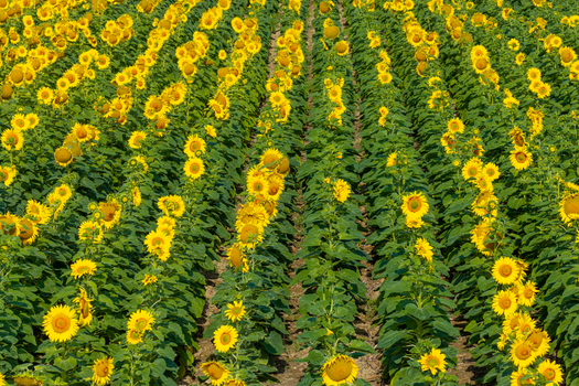 Aerial view of a vast sunflower field with vibrant yellow flowers arranged in neat rows highlighting agricultural farming for sunflower oil production in Poland.