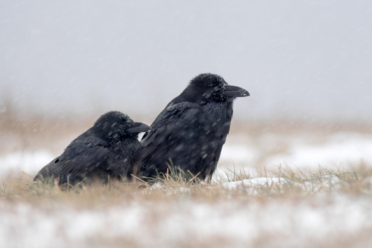 View of two black ravens perched in a snowy field during a winter snowfall in Debrzno Pomeranian Voivodeship Poland.