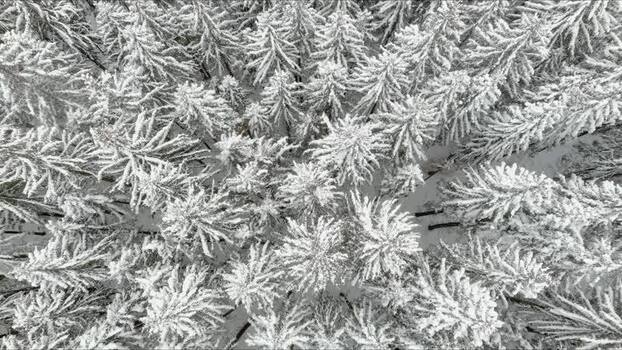 Aerial view of snowy coniferous forest in Brasov Romania. Aerial view of snowy coniferous forest in Brasov Romania.