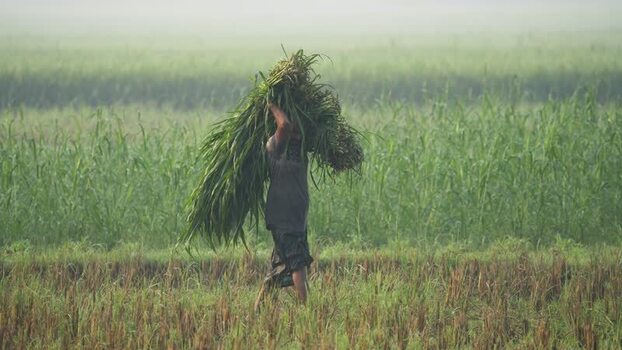View of a farmer carrying grass through a misty field Bangladesh.