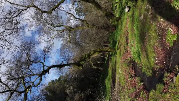 Drone infinity gimbal rotation with view of trees and path Portugal.