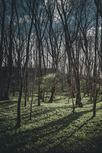 View of a sunlit forest floor covered in lush green spring foliage surrounded by tall slender trees in Kunda Laane Viru County Estonia. View of a sunlit forest floor covered in lush green spring foliage surrounded by tall slender trees in Kunda Laane Viru County Estonia.