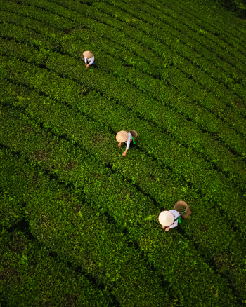 Aerial view of Long Coc Tea Hill with tea pickers wearing traditional conical hats working in the lush green tea fields of Long Coc Phu Tho Vietnam.