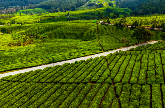Aerial view of Kebun Teh Riung Gunung featuring vibrant green tea terraces rolling hills and a winding road cutting through the landscape in Kecamatan Pangalengan Jawa Barat Indonesia.