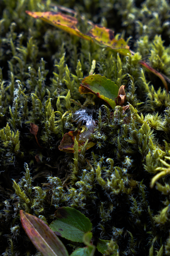 View of a vibrant verdant carpet of moss interspersed with delicate leaves in varying shades of green and brown a tapestry of nature s artistry Skaftárhreppur Iceland. View of a vibrant verdant carpet of moss interspersed with delicate leaves in varying shades of green and brown a tapestry of nature s artistry Skaftárhreppur Iceland.