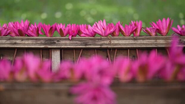 View of pink water lilies on a wooden boat in Bangladesh. View of pink water lilies on a wooden boat in Bangladesh.