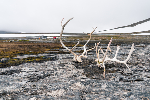 Svalbard and Jan Mayen 27 July 2025 View of reindeer antlers lying on the rocky tundra with a small cabin and people in red jackets under a foggy sky. Svalbard and Jan Mayen 27 July 2025 View of reindeer antlers lying on the rocky tundra with a small cabin and people in red jackets under a foggy sky.