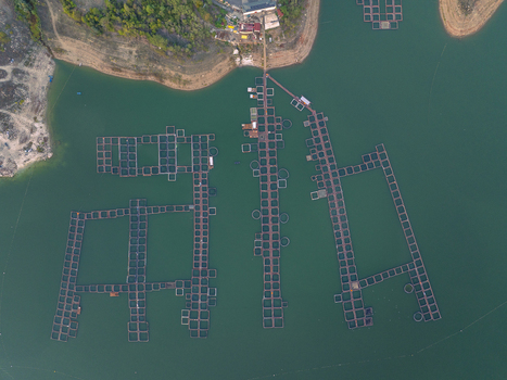 Aerial view of Kardzhali Reservoir featuring extensive floating fish farming cages arranged in geometric patterns on the calm green water in Kardzhali Province Bulgaria. Aerial view of Kardzhali Reservoir featuring extensive floating fish farming cages arranged in geometric patterns on the calm green water in Kardzhali Province Bulgaria.