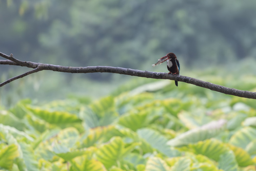View of a white throated kingfisher perched on a thin branch with a small fish in its beak above lush green foliage Dehong Dai and Jingpo Autonomous Prefecture Yunnan China. View of a white throated kingfisher perched on a thin branch with a small fish in its beak above lush green foliage Dehong Dai and Jingpo Autonomous Prefecture Yunnan China.