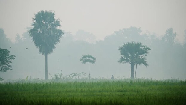 View of palm trees in a misty green field in Bogura Bangladesh. View of palm trees in a misty green field in Bogura Bangladesh.