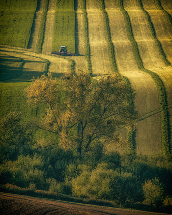 View of a tractor working on rolling hills with striped patterns of mown grass and a large tree in the foreground in Kunkovice Zlin Region Czechia. View of a tractor working on rolling hills with striped patterns of mown grass and a large tree in the foreground in Kunkovice Zlin Region Czechia.