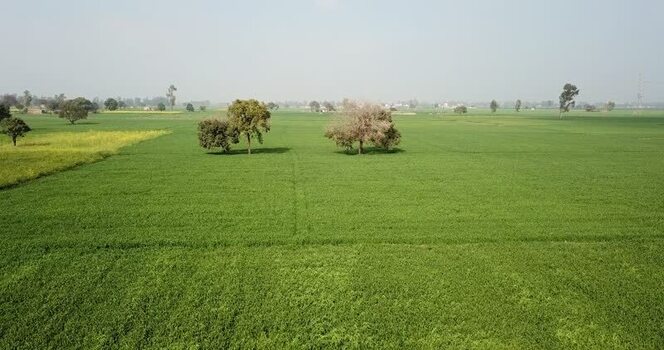 Aerial view of green agricultural fields and trees India. Aerial view of green agricultural fields and trees India.