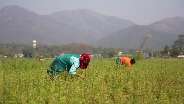 View of women working in a green field with mountains Nepal.