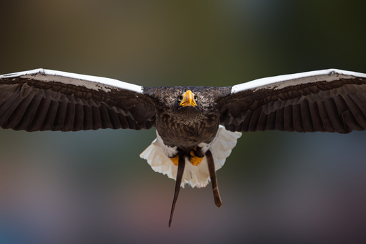 View of a Steller s sea eagle flying towards the camera with its wings spread wide against a blurred background in Selestat Grand Est France.