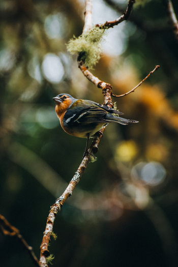 View of a vibrant finch perched delicately on a slender branch amidst a lush forest of verdant greens and earthy browns Azores Azores Portugal. View of a vibrant finch perched delicately on a slender branch amidst a lush forest of verdant greens and earthy browns Azores Azores Portugal.