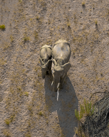 Aerial view of two elephants casting long shadows on the arid landscape their textured skin contrasting with the dry earth Uis Erongo Region Namibia.