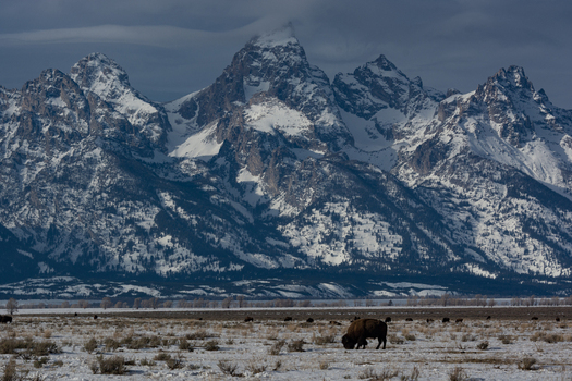View of a bison grazing in the Jackson Hole valley with the snow capped Teton Range mountains in the background under a cloudy sky in Teton County Wyoming United States.