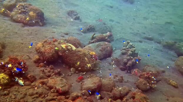 View of small blue fish over a rocky seabed in Bali Indonesia.