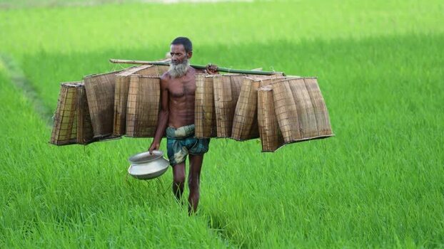View of a fisherman carrying bamboo traps in Bogura Bangladesh.