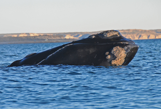 View of a Southern Right Whale surfacing in the blue waters of Puerto Piramides near Puerto Madryn Chubut Argentina. View of a Southern Right Whale surfacing in the blue waters of Puerto Piramides near Puerto Madryn Chubut Argentina.