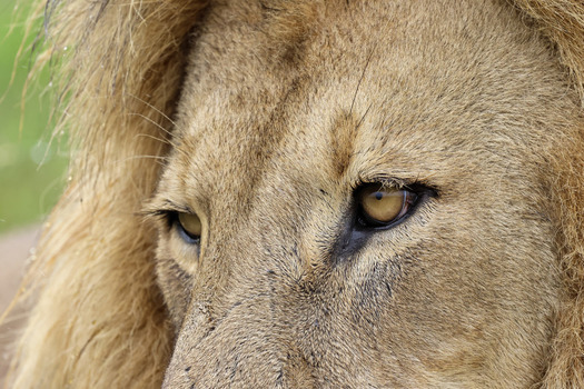 View of an adult male lion with intense golden eyes and a thick mane in the wild Waterberg District Municipality Limpopo South Africa. View of an adult male lion with intense golden eyes and a thick mane in the wild Waterberg District Municipality Limpopo South Africa.