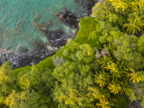 Aerial view of Waikoloa Beach featuring turquoise ocean water dark volcanic rocks and lush tropical palm trees Waikoloa Village Hawaii United States.