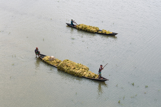 Itna Bangladesh 04 May 2026 Aerial view of fishermen rowing wooden boats heavily loaded with harvested crops across calm waters. Itna Bangladesh 04 May 2026 Aerial view of fishermen rowing wooden boats heavily loaded with harvested crops across calm waters.